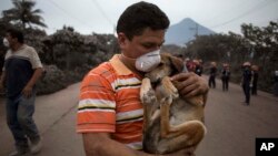 A local man carries his dog after rescuing him near the Volcan de Fuego, or "Volcano of Fire," in Escuintla, Guatemala, Monday, June 4, 2018. (AP Photo/Luis Soto) 