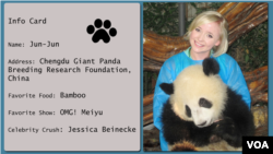 OMG!'s Jessica Beinecke visits her fan, panda Jun-Jun at the Chengdu Giant Panda Breeding Research Foundation in Chengdu, China.