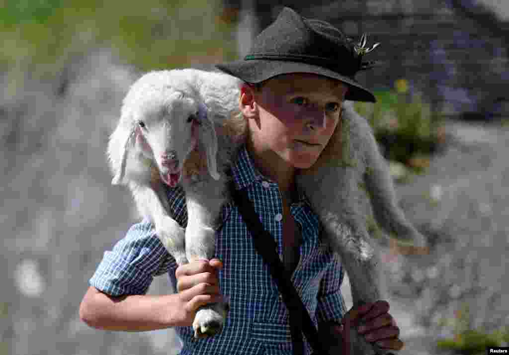 A boy carries a little sheep in the mountains down to the valley and through the town of Mittenwald during the traditional &quot;Almabtrieb&quot; in Mittenwald, Germany, Sept. 8, 2018.