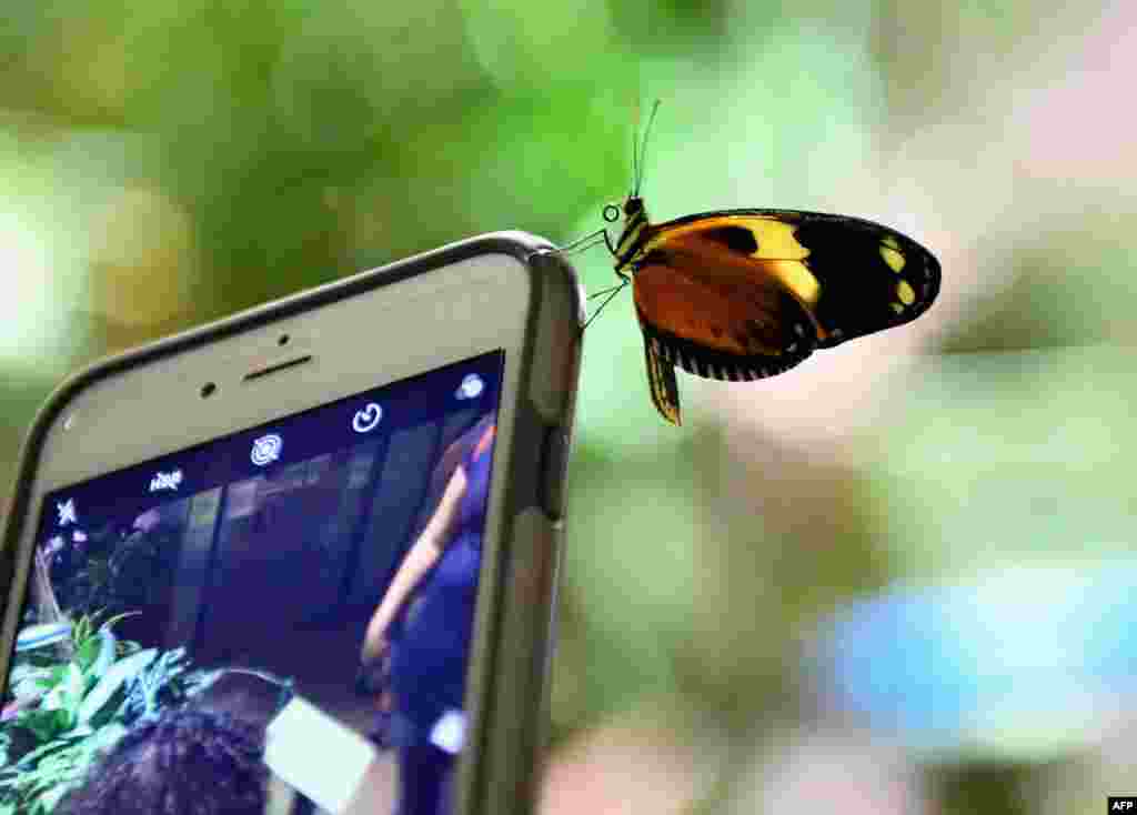 A butterfly sits on a mobile phone during a preview visit of the butterfly conservatory at the American Natural History Museum in New York.