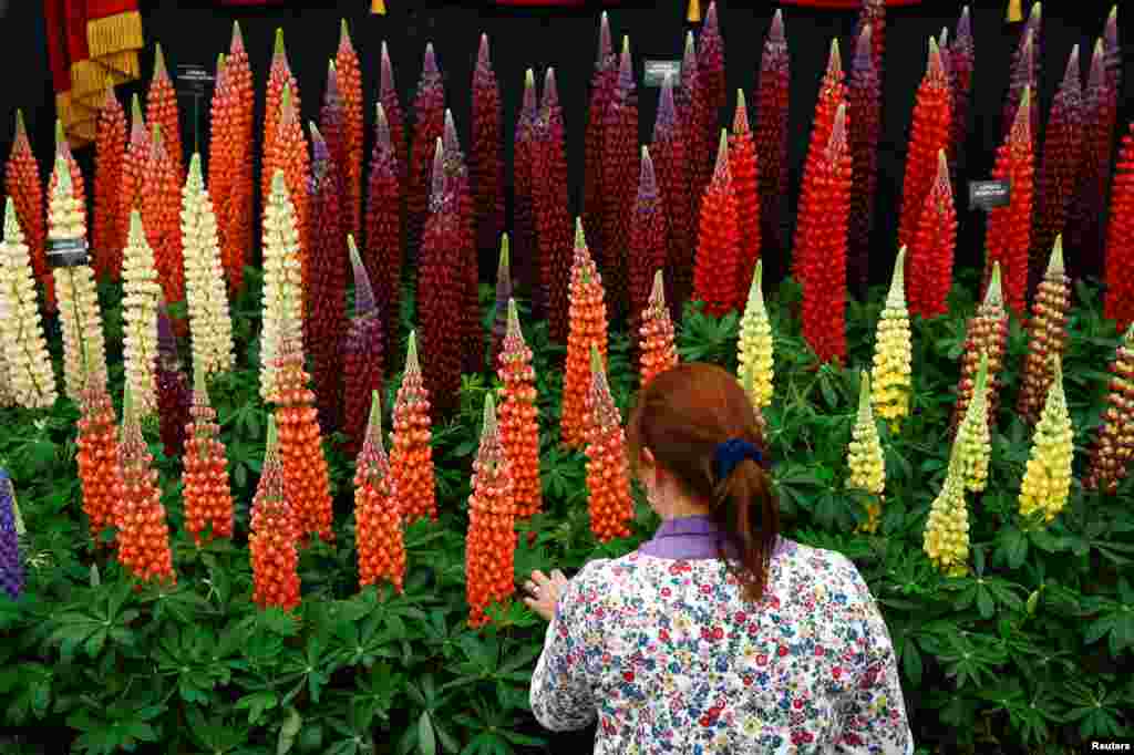 A worker arranges flowers during the final day of preparations for the RHS Chelsea Flower Show in London.