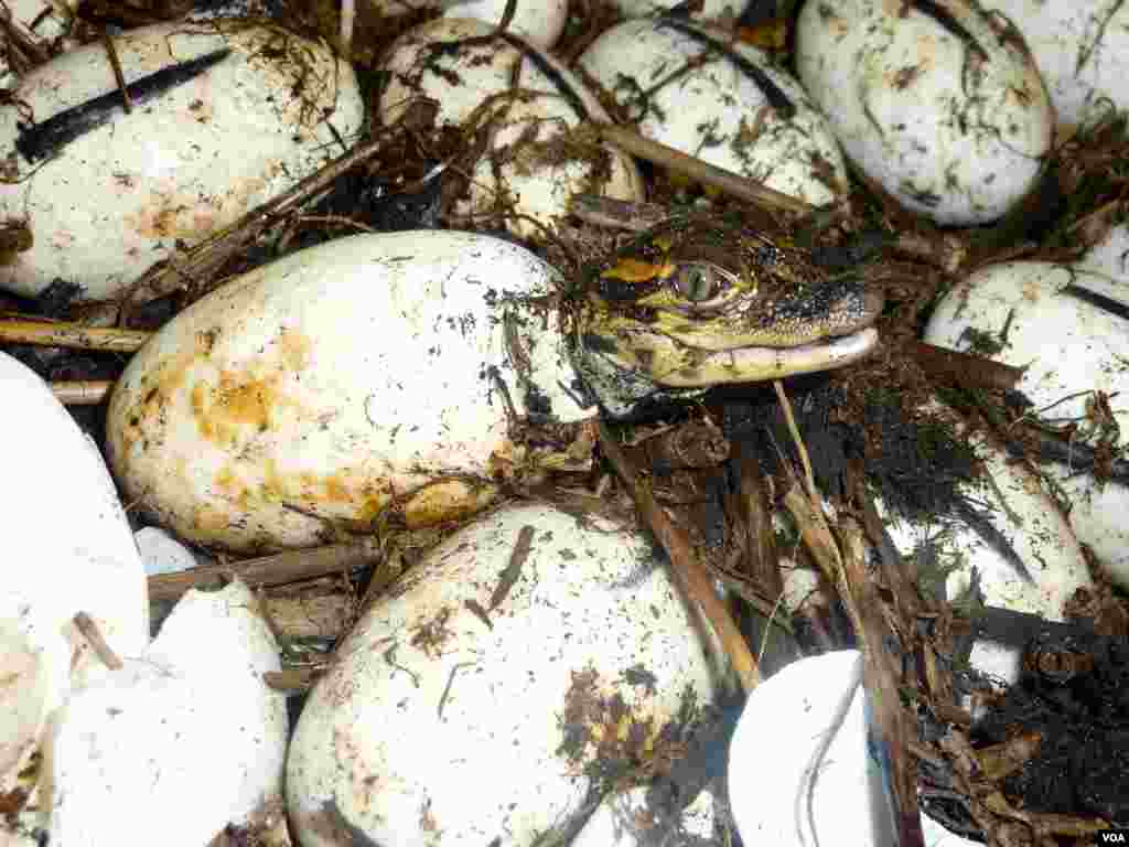 Alligators begin hatching from their leathery eggs in late summer. (VOA/P. Graitcer)