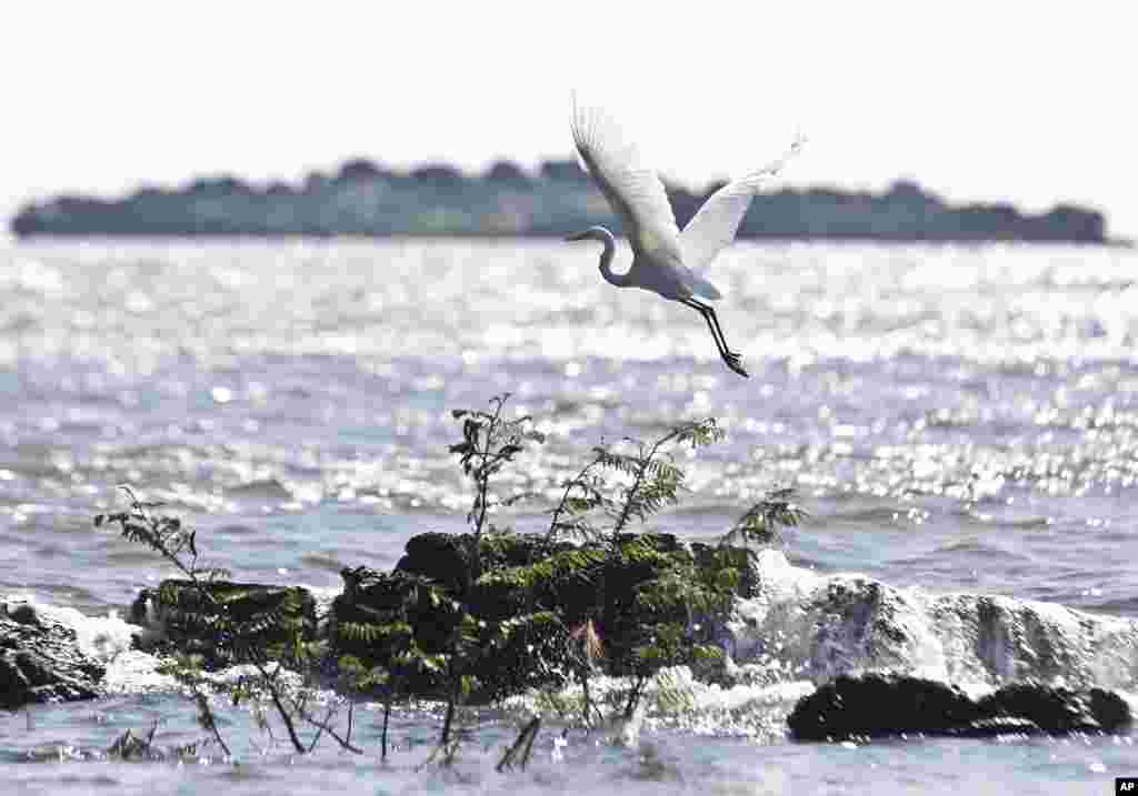 A great egret flies over Cocibolca Lake also known as Lake Nicaragua in Granada, Nov 8, 2014. 