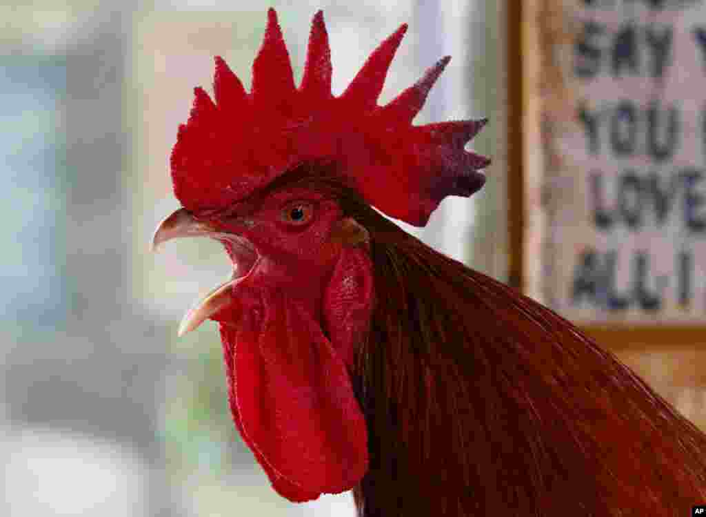 Seekor ayam jantan 'raksasa' dari Perancis berkokok saat dipamerkan kepada media di kebun binatang Malabon untuk merayakan Tahun Baru Imlek shio ayam jago di Manila, Filipina.