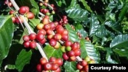 coffee in ethiopia