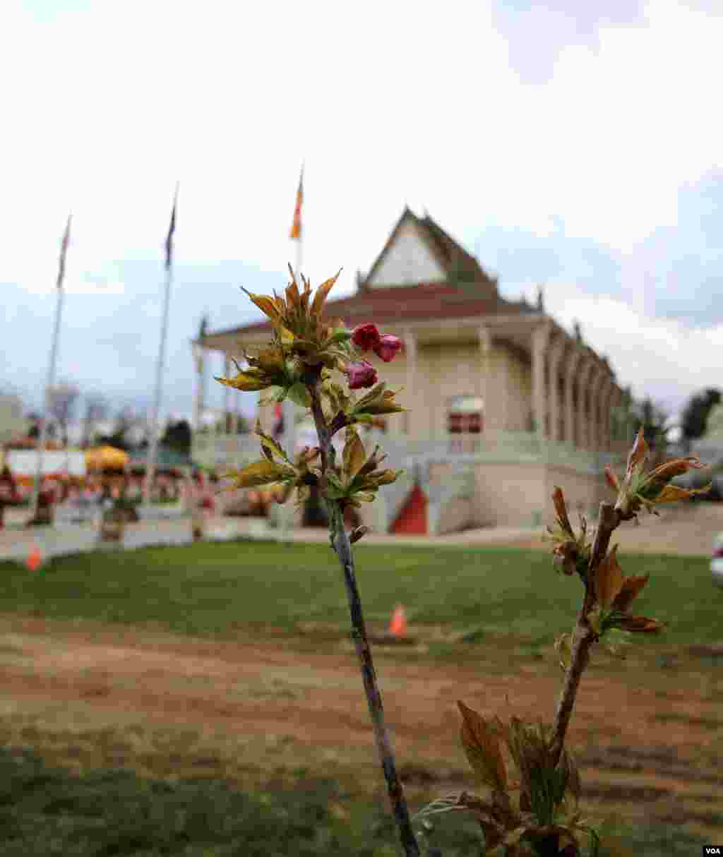 A newly-planted tree at the Wat Buddhikaram Cambodian Buddhist temple in Silver Spring, Maryland, marks the 40th anniversary of the takeover of the Khmer Rouge, on Friday, April 17, 2015. The choice of a cherry tree was also related similar timing of Washington&#39;s annual Cherry Blossom festival as well as Khmer New Year in mid-April. (Sophat Soeung/VOA Khmer)