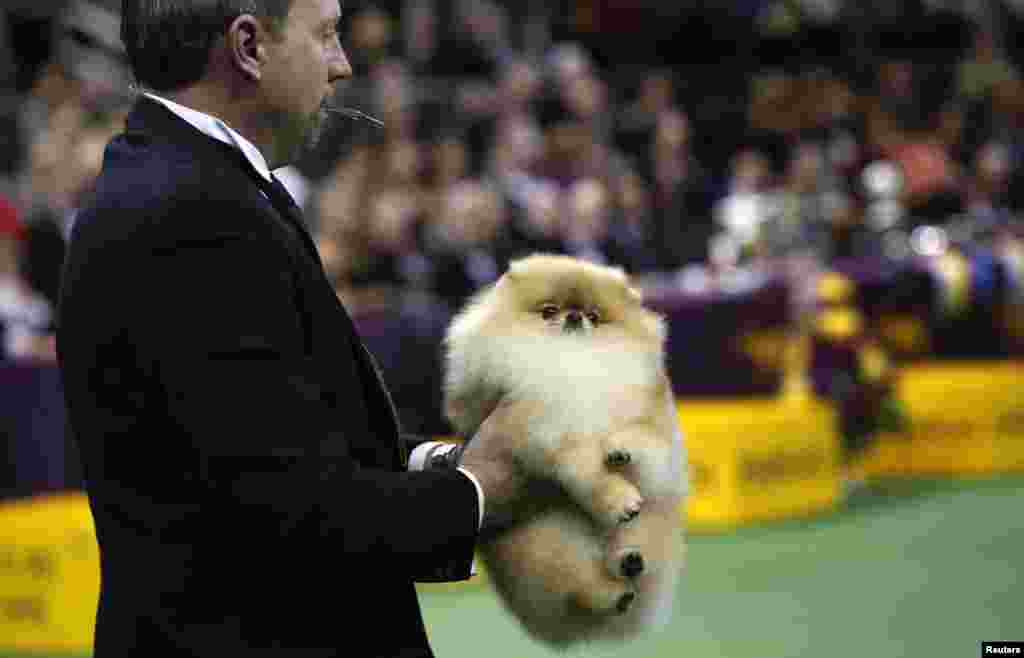 Seekor anjing Pomeranian dibawa untuk dinilai dalam kompetisi kategori mainan dalam lomba anjing Westminster Kennel Club ke-137 di Madison Square Garden, New York (12/2). 