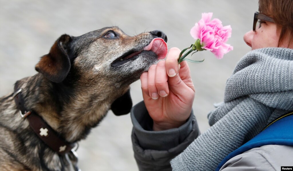 A dog tries to reach a flower distributed by women soldiers of the German Armed Forces (Bundeswehr) during International Women's Day near the Brandenburg Gate in Berlin, Germany.