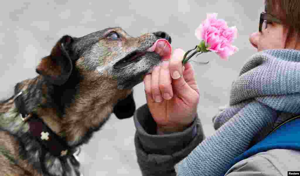 A dog tries to reach a flower distributed by women soldiers of the German Armed Forces (Bundeswehr) during International Women&#39;s Day near the Brandenburg Gate in Berlin, Germany.