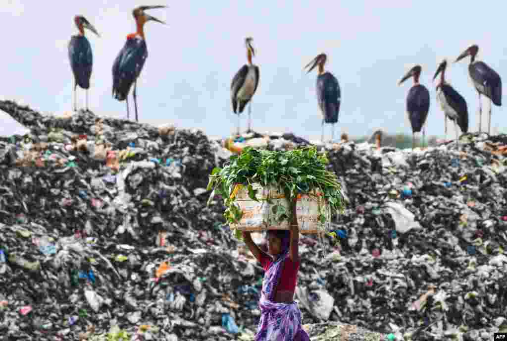A woman carries food for her cattle past storks standing atop of one of the largest disposal sites in northeast India at the Boragaon area of Guwahati, India.