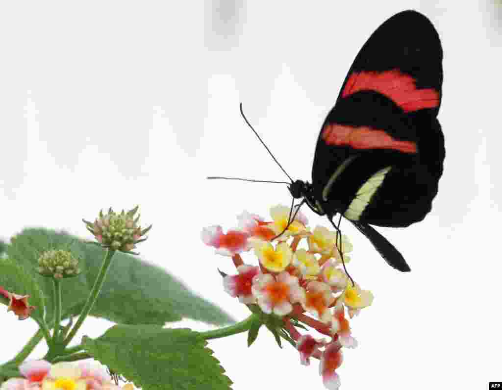 A red postman (Heliconius erato) butterfly sits on a lantana flower at the butterfly-jungle of the zoo in Krefeld, western Germany.