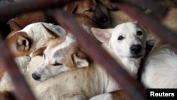 Những chú chó nằm trong lồng chờ bị bán làm thương phẩm ở làng Dương Nội, ngoại thành Hà Nội. Thành phố sẽ ra lệnh cấm bán và ăn thịt chó trong vòng vài năm tới.