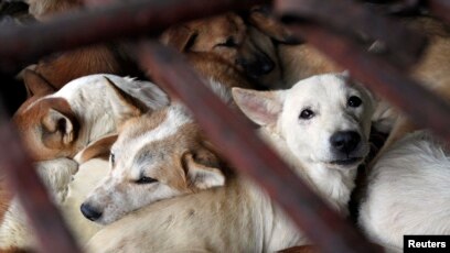 Pro Kontra Larangan Daging Anjing Sebagai Bahan Kuliner Di Solo