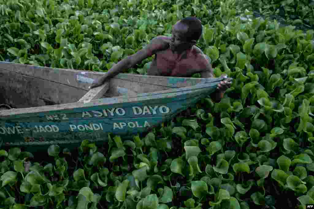 A man pulls a boat through water hyacinth on Lake Victoria at Kichinjio Beach in Kisumu, Kenya.