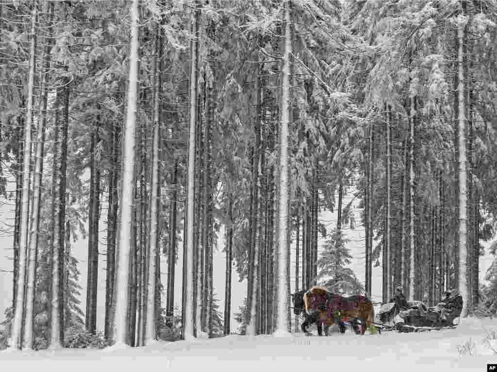 Một cỗ xe ngựa kéo chở du khách băng qua Rừng Thuringian giữa tuyết dày ở Oberhof, Đức.