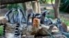 Scientists Sound Alarm Over Lemur Extinction Threat