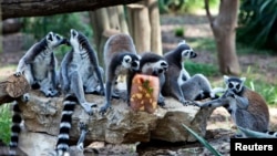 FILE - Ring-tailed lemurs enjoy a frozen treat on a summer's day, Ramat Gan Safari, near Tel Aviv, July 12, 2012.