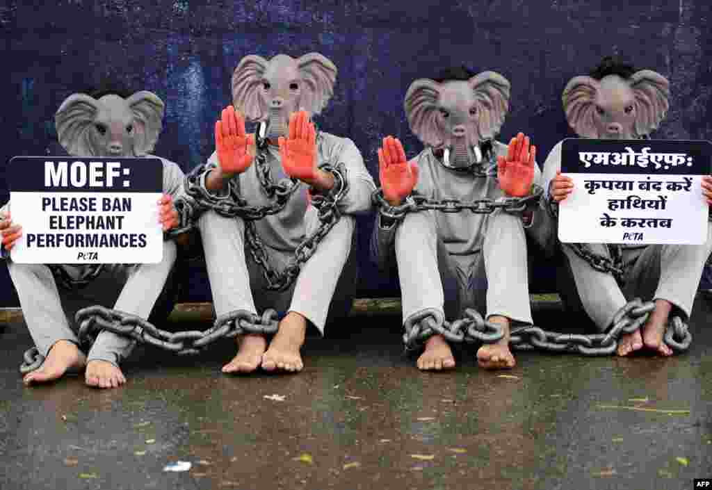 Indian volunteers for animal rights group People for the Ethical Treatment of Animal (PETA) wear costumes depicting elephants during a protest in New Delhi. PETA is calling for an end to the use of elephants in shows and performances.