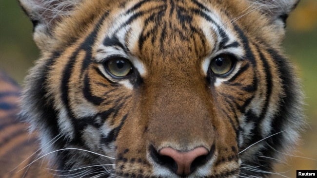 Nadia, con hổ cái 4 tuổi ở sở thú Bronx của New York, đã xét nghiệm dương tính với COVID-19 sau khi tiếp xúc với một nhân viên của sở thú.