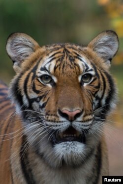 Ella es Nadia, la tigre malaya de 4 años del zoológico del Bronx que dio positivo para la COVID-19. Foto: Reuters.