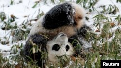 Panda medvjedić Bao Bao kotura se u snijegu u Nacionalnom zološkom vrtu Smithsonian u Washingtonu, 27.1.2015. (REUTERS/Gary Cameron, United States) 