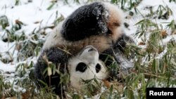 熊貓寶寶今年1月第一次見到了雪。