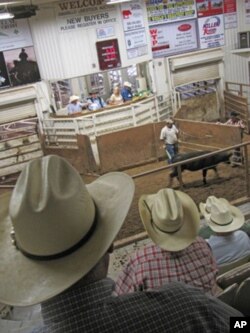 Livestock auctions have been busy this year as ranchers have sold off their herds.