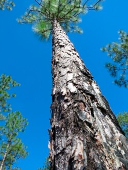 A fire-charred longleaf pine stands in the DeSoto National Forest in Miss. on Wednesday, Nov. 18, 2020.