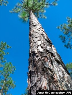 A fire-charred longleaf pine stands in the DeSoto National Forest in Miss. on Wednesday, Nov. 18, 2020.