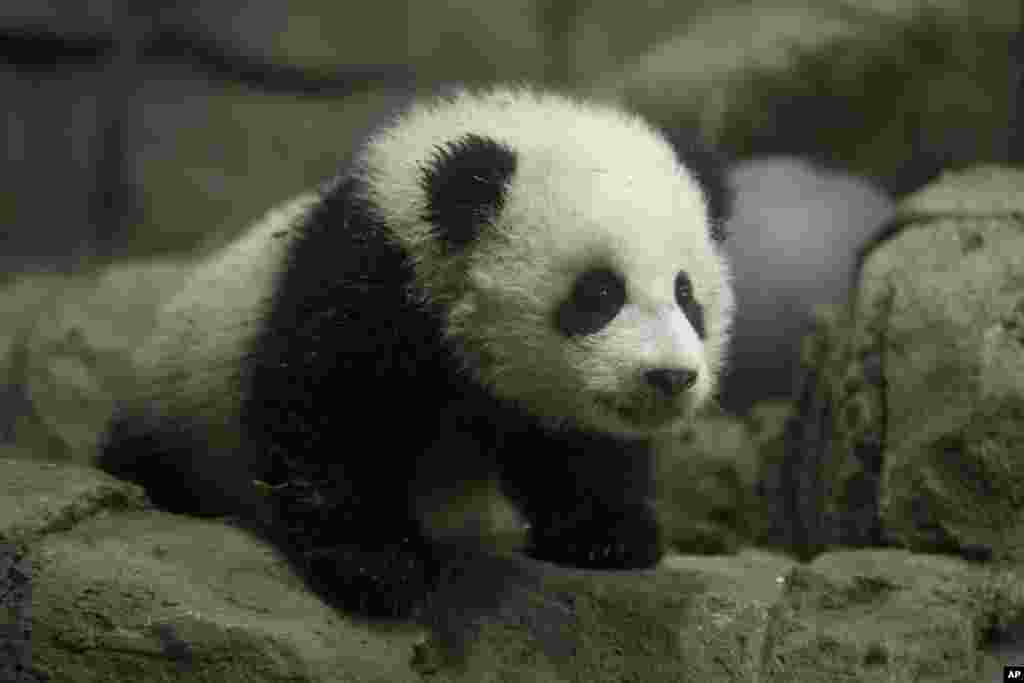 Bao Bao, bayi panda berusia 4,5 bulan yang dilahirkan di kebun binatang Washington, DC saat tampil pertama kali di depan publik.