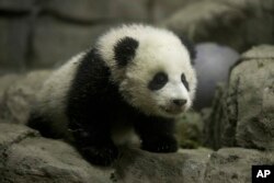 4个月大的熊猫宝宝在1月6日亮相