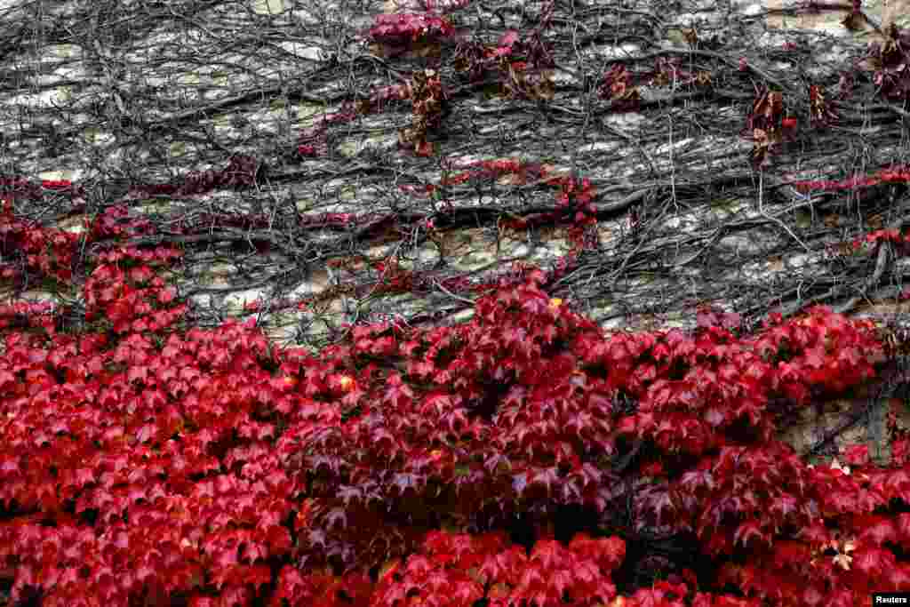 Dinding dengan dedaunan musim gugur tampak di gambar di Giverny, Perancis.