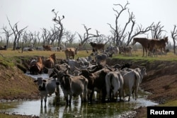 Cows stand in a saltwater pond to refresh themselves at the Agropil ranch in Boqueron, Paraguay, Aug. 14, 2016.
