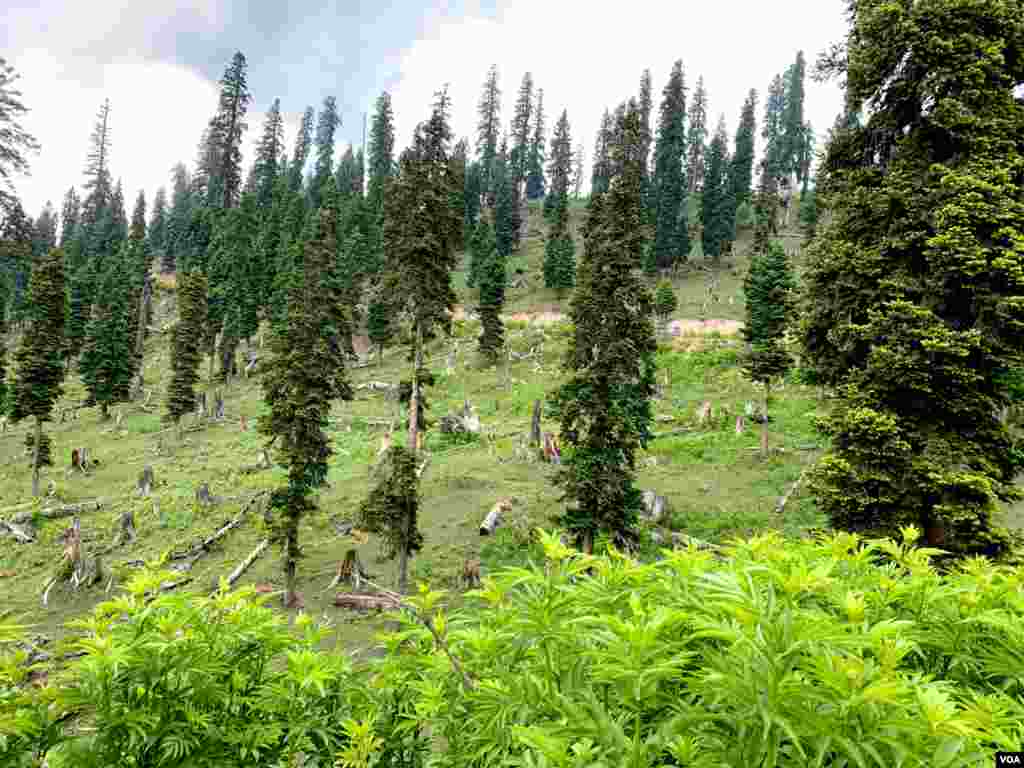درختوں کی کٹائی کی وجہ سے لینڈ سلائیڈنگ، برفانی تودوں کا گرنا، درجۂ حرارت کا بڑھنا اور آکسیجن کی کمی جیسی شکایات کا سامنا یے۔ 