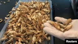 Shells and peel shrimp are seen before they are used to create biodegradable plastic bags, a project in collaboration with Nottingham University, at the Nile University in Cairo, Egypt, Feb. 28, 2017. 