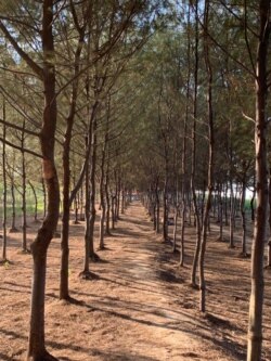 Setiap tahunnya 200 ribu hektare mangrove di Indonesia mengalami penurunan kualitas. (Courtesy : Eva Mazrieva/VOA)