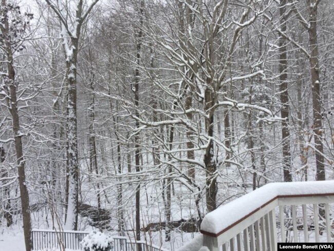 Vista del Parque Nacional Prince William, en el norte de Virginia, el domingo 13 de enero de 2019. Foto: Leonardo Bonett, VOA.