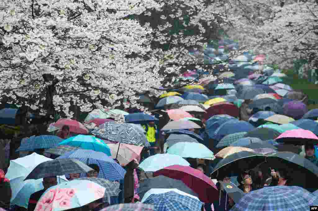 2018年3月17日，中国湖北省武汉市武汉大学，春雨中，游客打着五颜六色的雨伞看樱花。花之海，伞之河，人之流，皆成风景。中国携程公司发布的2018国内十大最受游客喜爱赏花目的地中，武汉大学、无锡鼋头渚、上海顾村公园由于樱花而上榜。