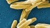 North Korea Struggling to Fight Epidemic of Drug-Resistant TB