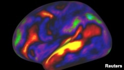 The pattern of brain activation (red, yellow) and deactivation (blue, green) in the left hemisphere when listening to stories while in the MRI scanner is pictured in this undated handout image.