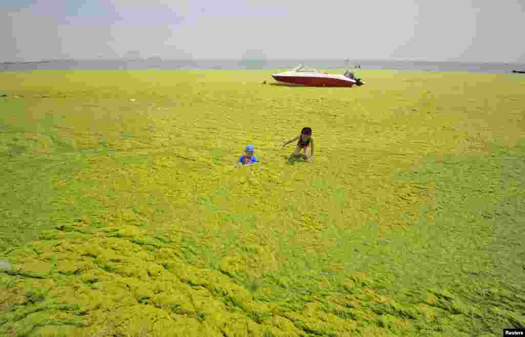 Anak-anak bermain di pantai yang tertutup ganggang di Haiyang, provinsi Shandong, China.