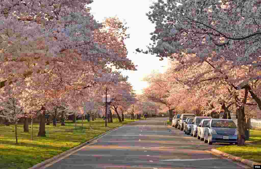Cherry Blossom - Tidal Basin