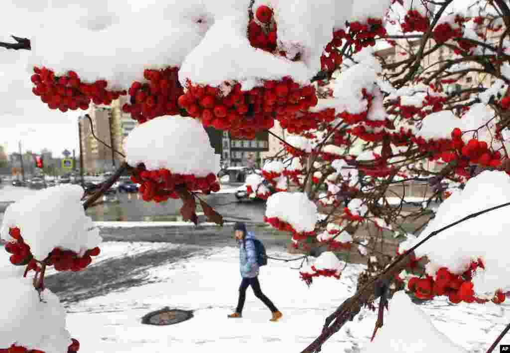 A girl walks past a snow covered rowanberry tree in St.Petersburg, Russia. North wind brought the first snow to the St.Petersburg region.