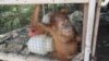 Diselamatkan, Orangutan Sumatera yang Dipelihara di Kandang Ayam