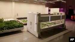 In this Thursday, Sept. 27, 2018, photo the mover robot called Angus transports plants being grown at Iron Ox, a robotic indoor farm, in San Carlos, Calif. (AP Photo/Eric Risberg)