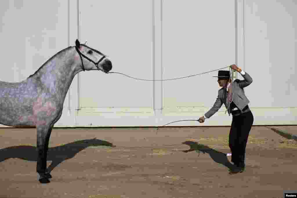 A horseman pulls a horse during the Sicab International Pre Horse Fair in the Andalusian capital of Seville, Spain.