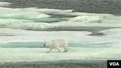 Les avertissements se multiplient sur la fonte de la banquise de l'Arctique