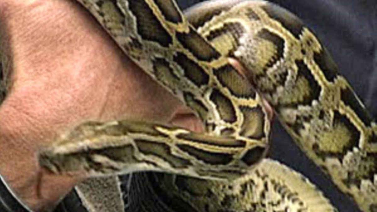 Pythons Unlock Human Heart Health Secrets