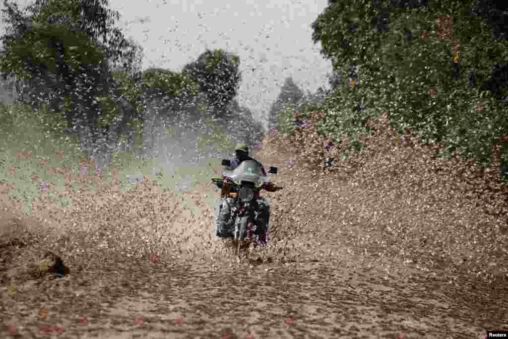 A man riding a motorcycle drives through a swarm of desert locusts near the town of Rumuruti, Kenya,.