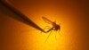 آمیزش جنسی پشه‌ها؛ مبارزه با ویروس زیکا و تب استخوان شکن 